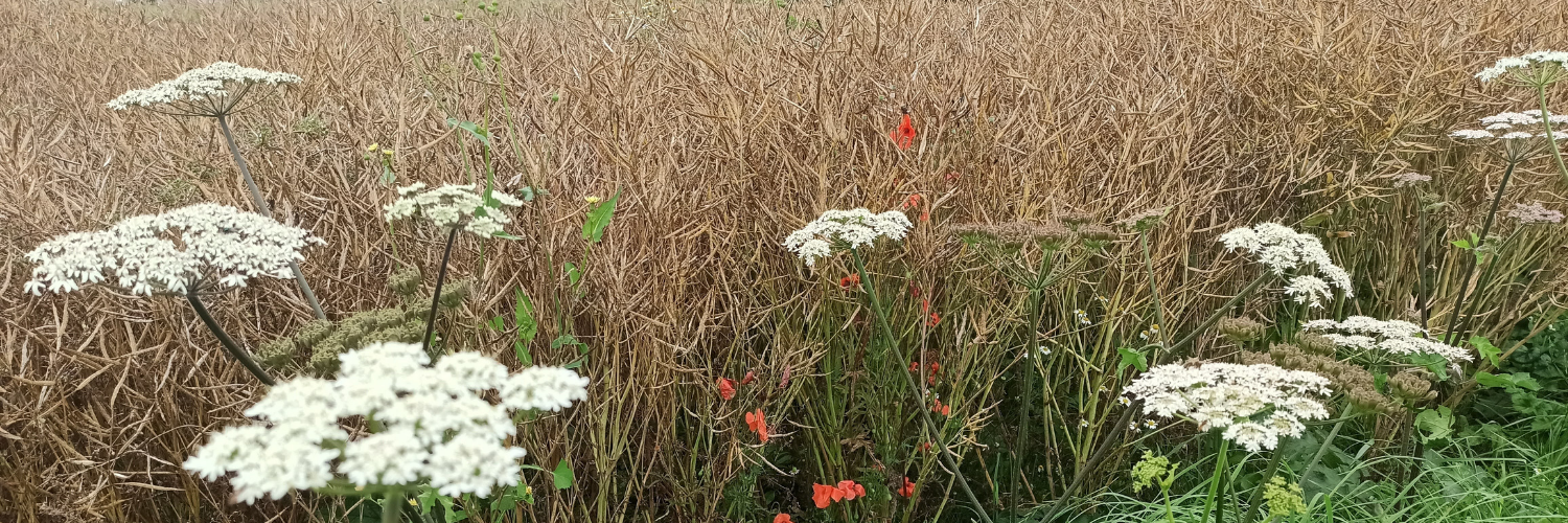 SAINTE MARGUERITE SUR DUCLAIR