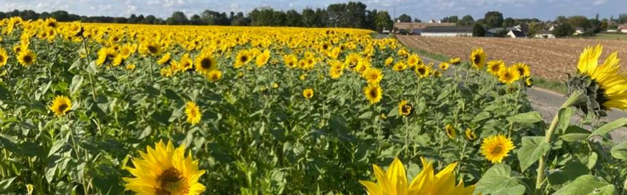 tournesols