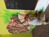 Fresque participative